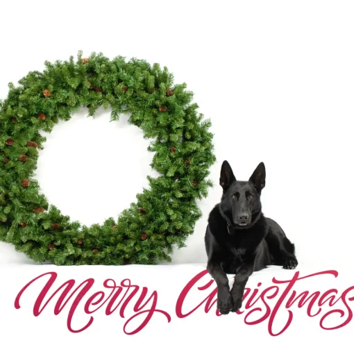 Online Dakota Red Pine Commercial Artificial Christmas Wreath - 5' - Unlit Unlit