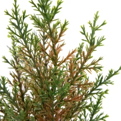 Clearance Mini Cedar Artificial Christmas Trees - 10