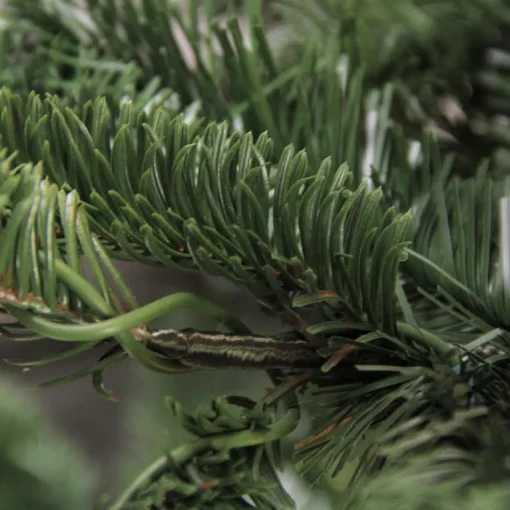Best Real Touch™ Layered Nordmann Fir Artificial Christmas Tree - 7.5' - Unlit Unlit